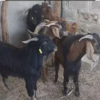 گوشت گوسفند