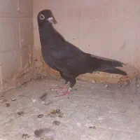کبوتر پلاکی|پرنده|لیلان, |دیوار