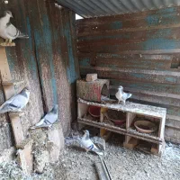 کبوتربدرنگ