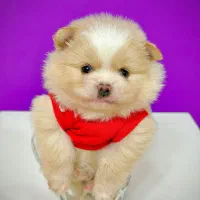 سگ‌پامرانین خرسی نر ۳ماهه مینیاتوری جیبی|سگ|تهران, نازی‌آباد|دیوار