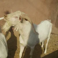 نربزهاسانن فرانسوی اصیل ازنژادها چهارقلوزاسه قلوزا|حیوانات مزرعه|مشهد, ملک‌آباد|دیوار
