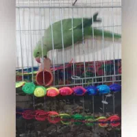 طوطی ملنگوی|پرنده|اسفراین, |دیوار