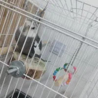 عروس هلندی مولد