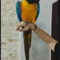 پانسیون پرنده وطوطی های زینتی