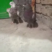 کبوتر