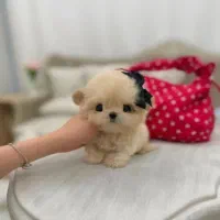 پودلی مالدیزی