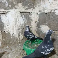 پرشی .|پرنده|مسجد سلیمان, |دیوار