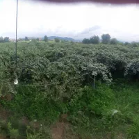 اجاره دادن باغ کیوی|اجارهٔ دفتر صنعتی، کشاورزی، تجاری|آستارا, |دیوار