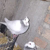 کفتر طوقی|پرنده|چرداول, |دیوار