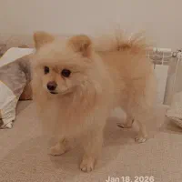 پامرین خرسی