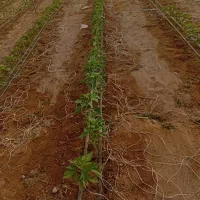 انجام خدمات گلخانه ،کاشت تا برداشت، نخ بندی سرپیچ|خدمات باغبانی و درختکاری|جیرفت, |دیوار