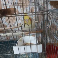 عروس هلندی.مرغ عشق،