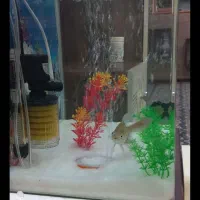 آکواریوم ۴۰*۶۰ خونگی وشیک|ماهی|بم, |دیوار