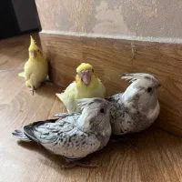 جوجه عروس هلندی پرنده سهره قناری ابلغ