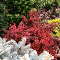 طراحی فضای سبز لوکس، لنداسکیپ