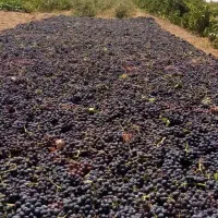 کشمش مویز بیدانه|خوردنی و آشامیدنی|تاکستان, |دیوار