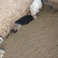 بره سنگین|حیوانات مزرعه|یزد, |دیوار