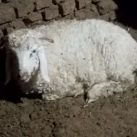 سلام یک عددبره نر میانه گوشت