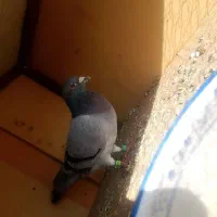 کبوترطوقی|پرنده|فشاپویه, |دیوار