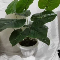 گل مصنوعی|گل مصنوعی|ملارد, |دیوار