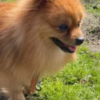 پامر عروسکی سایز ریز