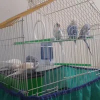 مرغ عشق 5 عدد