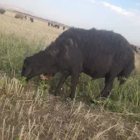 قوچ قره قزل هترو
