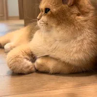 پرستار پت( سگ)