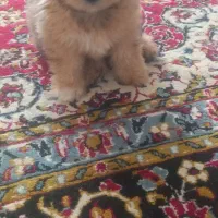 توله سه ماهه شیتزو|سگ|قائم‌شهر, |دیوار