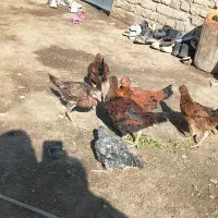 جوجه شوروی|حیوانات مزرعه|نیمروز, |دیوار