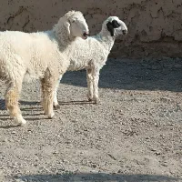 دوکابرپاکستانی و بره نر پلواری|حیوانات مزرعه|زابل, |دیوار