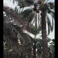 خریدخرما بریدن با خودم تومنزل وباغ