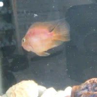 سالم به شرط