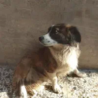 سگ پاکوتاه معاوضه با یک جفت عروس علندی