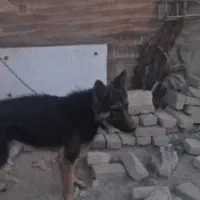 ژرمن نر و ماده|سگ|کهریزک, |دیوار