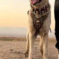 سگ نگهبان|سگ|تربتحیدریه, مسجد جامع|دیوار