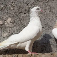 طوقی|پرنده|قم, شهرک فاطمیه|دیوار