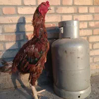خروس لاری دنگ بالا
