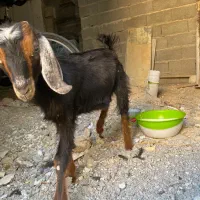 بز در کنکان|حیوانات مزرعه|بندر کنگان, |دیوار