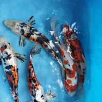 ماهی کوی رنگی اصیل تضمین سلامت