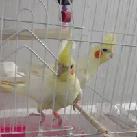 عروس هلندی|پرنده|بابلسر, |دیوار