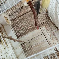 جفت طوطی برزیلی روی تخم