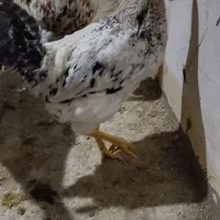 خروس و مرغ محلی