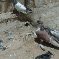 کبوتر گرفتنی