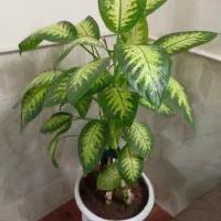 گل دیفن وگل یوکا|گل و گیاه طبیعی|نیشابور, شهرآرا|دیوار