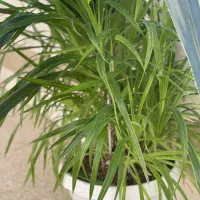 گل پاندانوس بزرگ|گل و گیاه طبیعی|شهرکرد, |دیوار