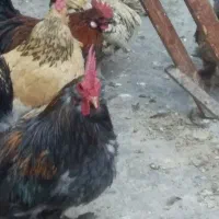 مرغ وخروس چینی وبلژیکی|حیوانات مزرعه|قم, نخودی|دیوار