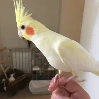 جوجه عروس هلندی