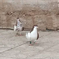 کبوتر شهری|پرنده|کوار, |دیوار