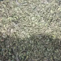 اویشن امسال